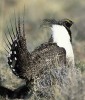 SageGrouse