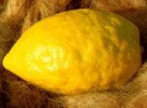 84_etrog