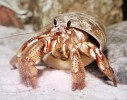 martinzmollusk
