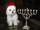 spiritually_confused_maltese